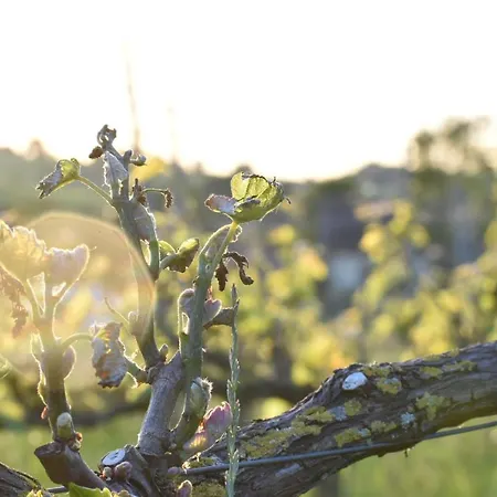 Bed & Breakfast Wijndomein Zwaeneberg Voeren