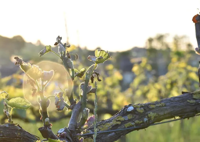 Bed & Breakfast Wijndomein Zwaeneberg Voeren