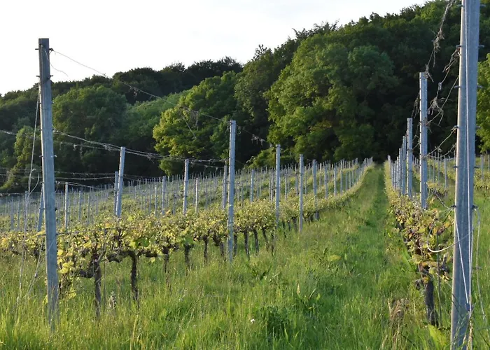 Bed & Breakfast Wijndomein Zwaeneberg